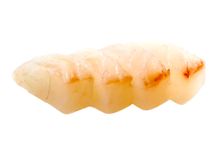 SA4. Sashimi daurade (8 pcs)